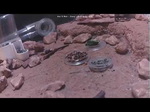 Ants at Work (Arena)