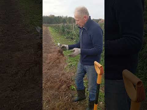 фото саженцы малины, купить саженцы ремонтантной малины 0