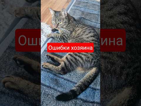 Не повторяйте этих ошибок #catlover #funnycats #pets