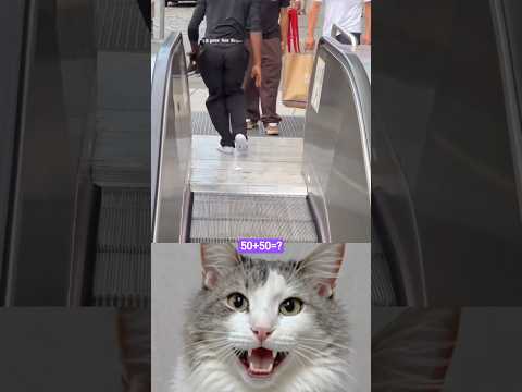 First Time Lift 🛗👻🤡🤣 #cat #ytshorts #funny #funk #phonk #tiktok #latest #catvideos #bombastic