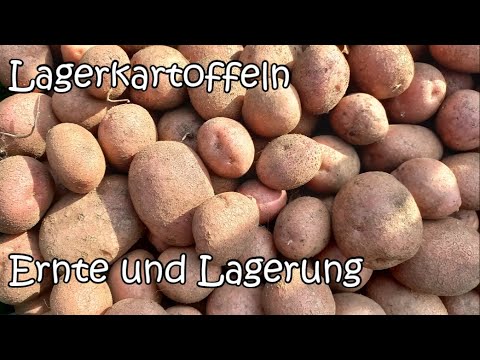 Lagerkartoffeln - Ernte und Lagerung