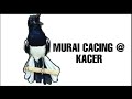 Pikat Murai Cacing Murai Kampung Galak Kacer Gacor PANCINGAN Burung Liar Shorts