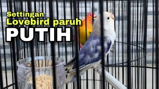 Download lagu Settingan harian & lomba lovebird paruh putih mp3