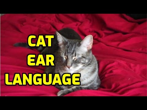 5 Different Cat Ear Positions (With Meaning)