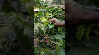 Luxurious Stay on a Tanzanian Coffee Plantation