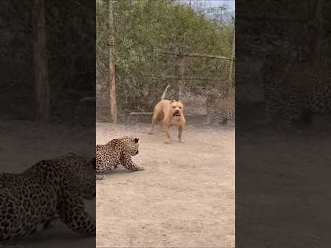Fearless Pitbull Faces Two Leopards – Incredible Backyard Standoff!