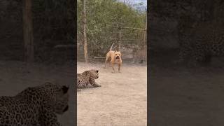 Download lagu Fearless Pitbull Faces Two Leopards – Incredible Backyard Standoff! mp3 Download lagu Fearless Pitbull Faces Two Leopards – Incredible Backyard Standoff! mp3