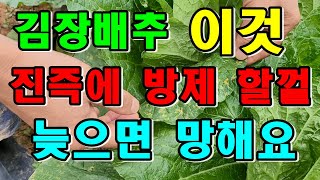 노균병 폭망 / 김장배추 무름병, 진딧물도 무섭지만 이것도 / 노균병방제 / 김장배추수확전  할일 / 배추재…