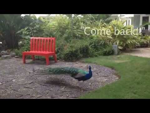 See this peacock strut his stuff!