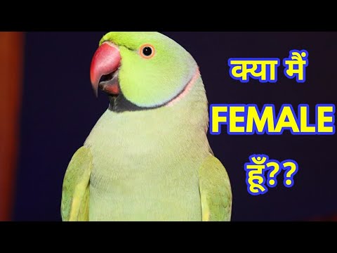 download lagu mp3 mp4 How To Identify Male And Female Parrot, download mp3 How To Identify Male And Female Parrot free download mp3, download mp3 How To Identify Male And Female Parrot