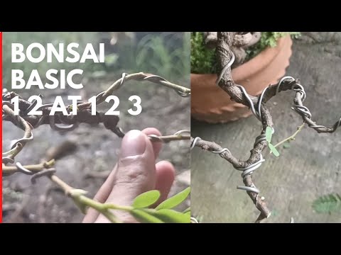 Bonsai basic 1 2 and 1 2 3.tara at alamin.