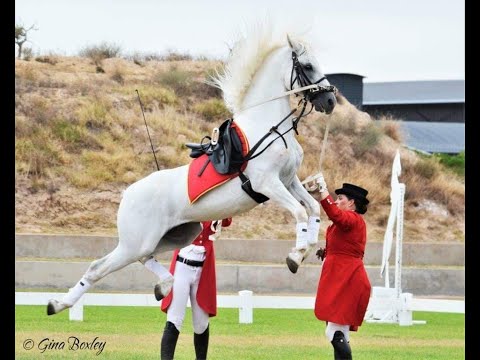 Die Lipizzaners dans nou in die Kaap