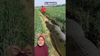 Download lagu Dikejar ANACONDAA‼️ RunFunTV mp3 Download lagu Dikejar ANACONDAA‼️ RunFunTV mp3