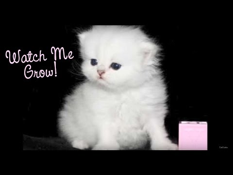 Watch a Persian Kitten Grow! Doll Face Teacup Persian Kittens For Sale at CatsCreation.com!