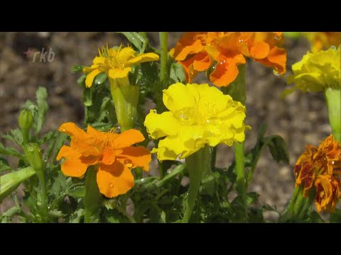 庭を干ばつから守る方法