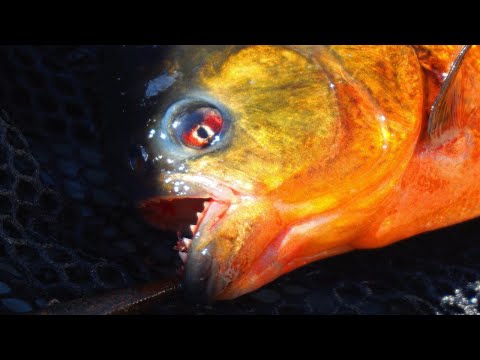 Piranha, the man-eating fish, caught on Vancouver Island, BC, Sept 24/19