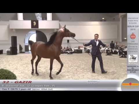 Berlin Cup Werder 2015 - Colts 2 years old (Class 7) - N.32 GAZIR