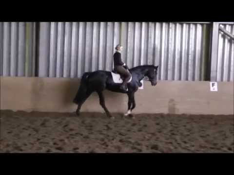 Holsteiner Stute Dewina v. Diarado