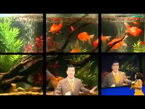 La pietra del paragone Act I 2-Aria Ombretta sdegnosa del Missipip(Fulvia, Pacuvio)