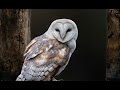 Owl as a Totem: Your Personal Power Animal's Personality Characteristics and Life-Path Lessons