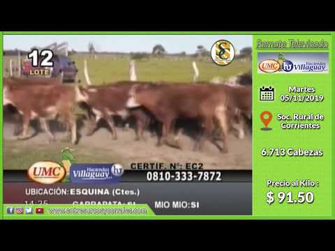 05-11-19 - Venta de Machos - Remate Televisado de UMC & HACIENDAS VILLAGUAY - Corrietnes