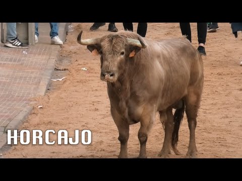 Horcajo de las Torres 2025 Suelta de Toros Bravos
