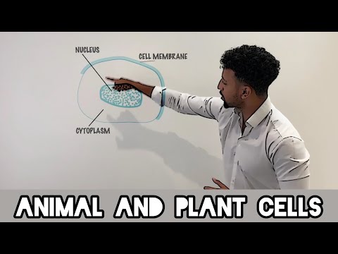 Science Raps: GCSE Biology - Animal and Plant Cell Structure
