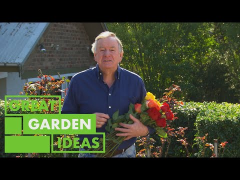 How to Grow and Look After Roses | GARDEN | Great Home Ideas