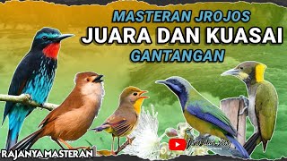 Download lagu MASTERAN FULL TEMBAKAN RAPAT Untuk Burung Murai Batu ,Cucak ijo ,Kacer || MATERI JROJOS mp3 Download lagu MASTERAN FULL TEMBAKAN RAPAT Untuk Burung Murai Batu ,Cucak ijo ,Kacer || MATERI JROJOS mp3