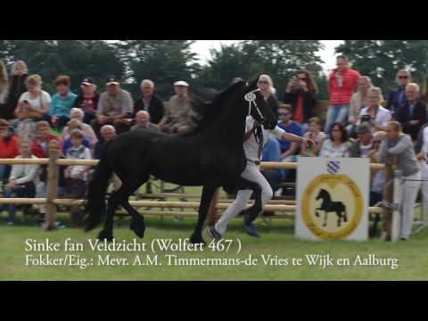 Fokdag Het Friesche Paard Zuid Nederland in Hilvarenbeek