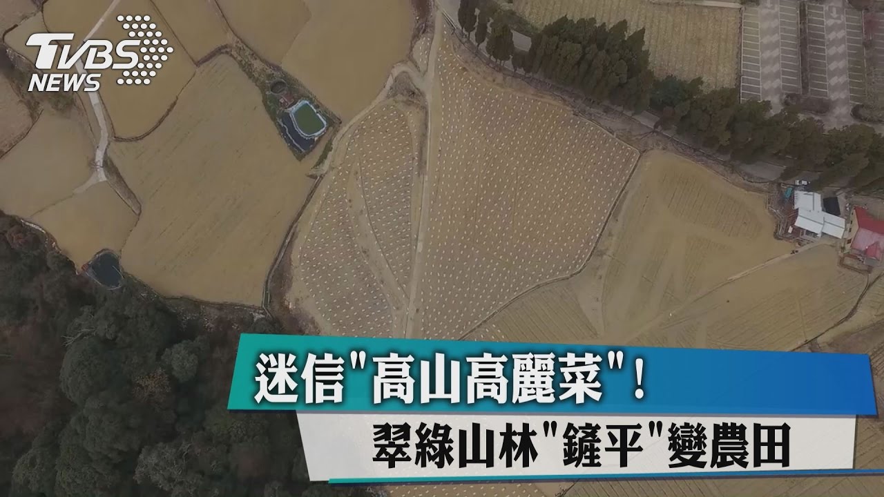 迷信「高山高麗菜」！翠綠山林鏟平變農田