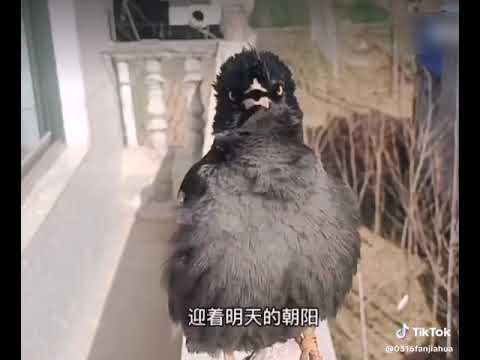 Japan Amazing avan myna singing song #trending #amazing #china #japan. #Japanese #birds #birdslovers
