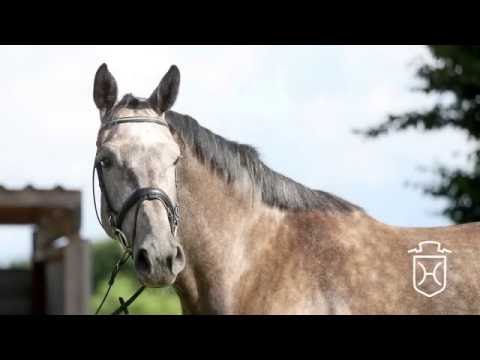 Holsteiner Stute C'est si Bon von Clearway - Feenspross xx - Silvester