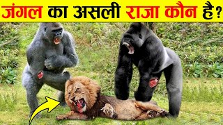 10 जानवर जो, शेर को हरा देंगे | 10 Animals That Can Kill A Lion