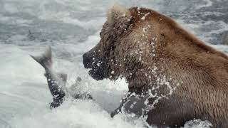 Alaska with Holland America Line Alaska with Holland America Line