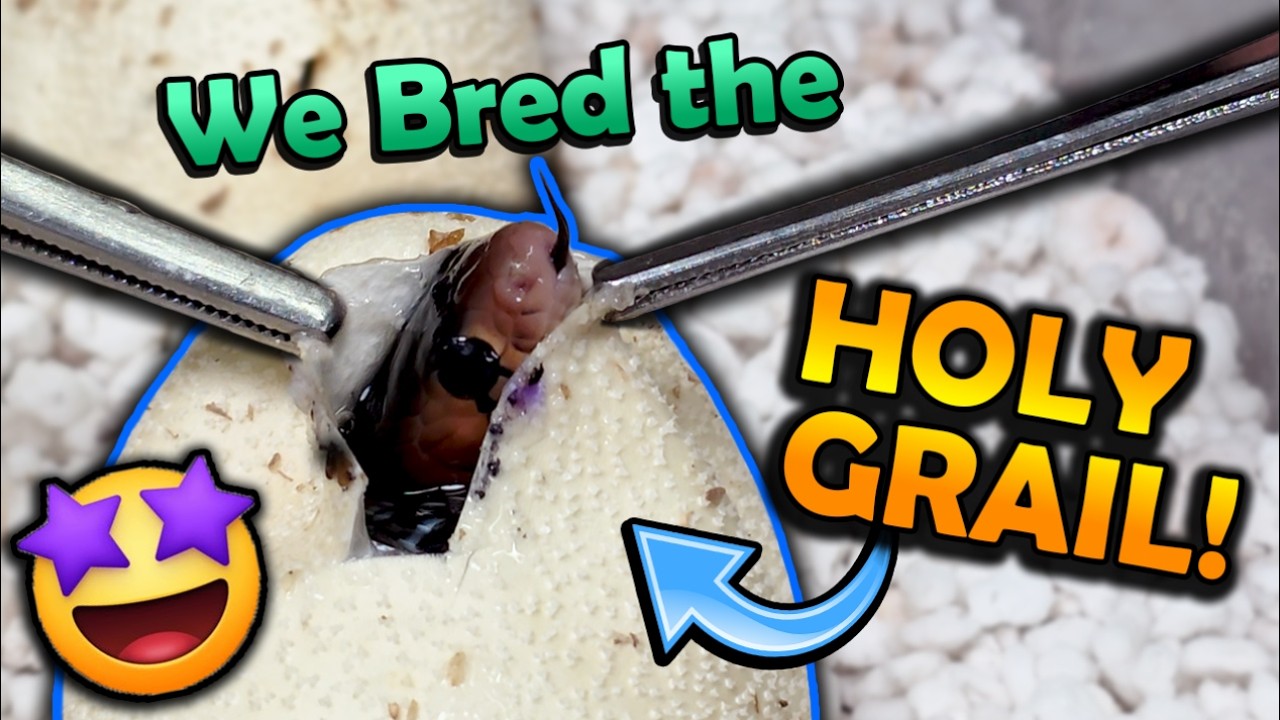Super Rare Indigo Snakes Hatching!!