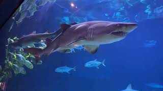 Sharks - SeaWorld - Ocean rescue