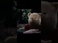Christopher Robin meme