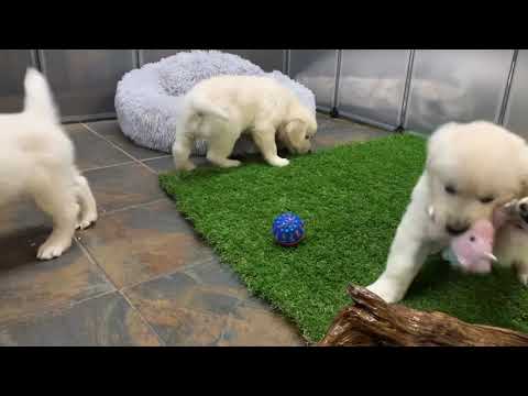 Nevaeh & Picasso males 💙 2021