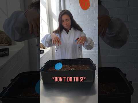 How to Use a Still Air Box for Mushroom Cultivation | Avoid Contamination #mycology #nocbox