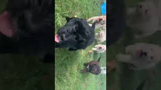 Labradoodle Puppies Videos
