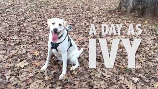 A Day As Ivy