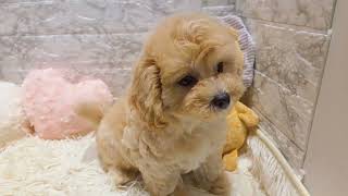 ハーフ犬の動画01