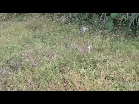 Cat being Rabbit 🐰