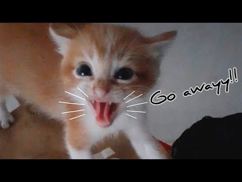 What will happen when you touch angry kitten?? | ending twist!!
