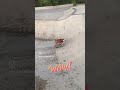Giotto The Skateboarding Bulldog Finally Gets The Skatepark To Himself