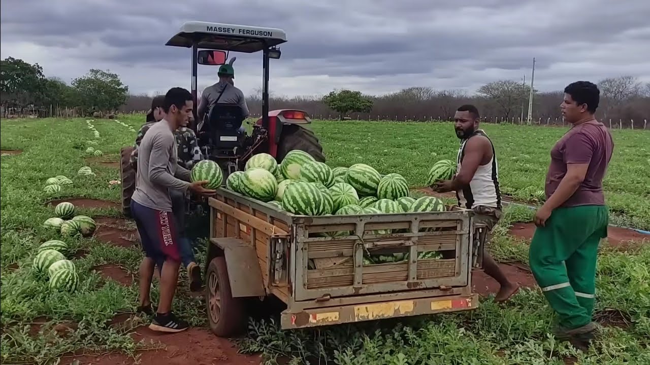 FARTURA NO SERTÃO, COLHEITA DE MELANCIA NO ROÇADO DE CHICO DE COCA EM VERDEJANTE PERNAMBUCO.