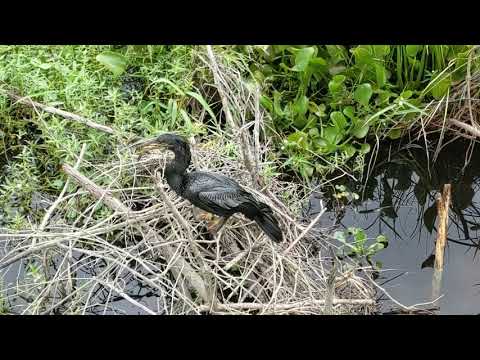 Anhinga Eats a Fish at Payne's Prairie