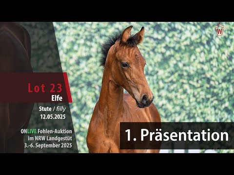 Präsentation Fohlen-Auktion im NRW Landgestüt Nr. 23 Elfe SF v. Escolar - Fürst Jazz
