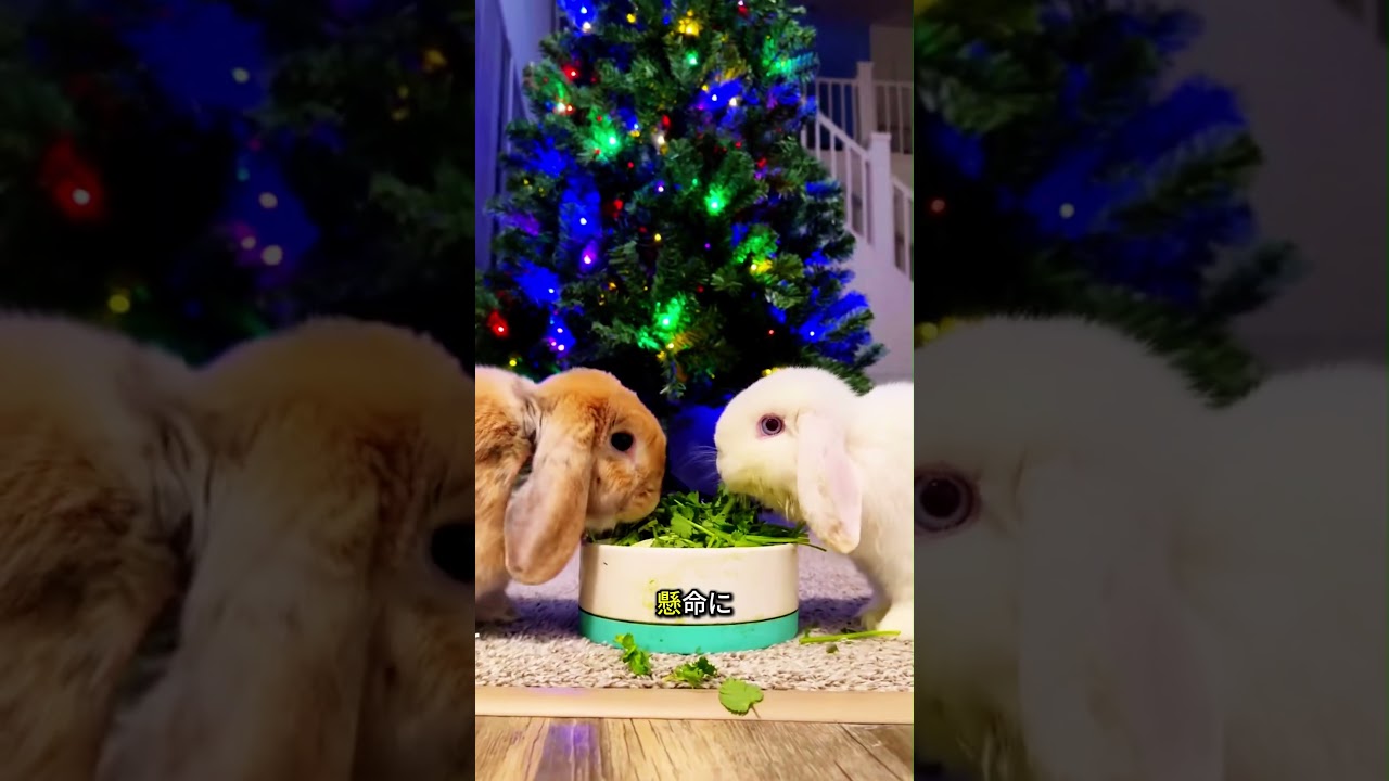 スコティッシュフォールドウサギの愛らしい秘密